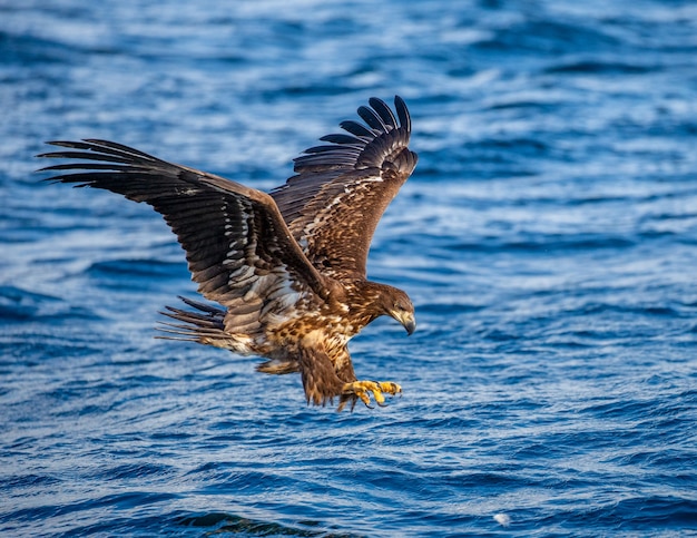 Aquila di mare di Steller in volo