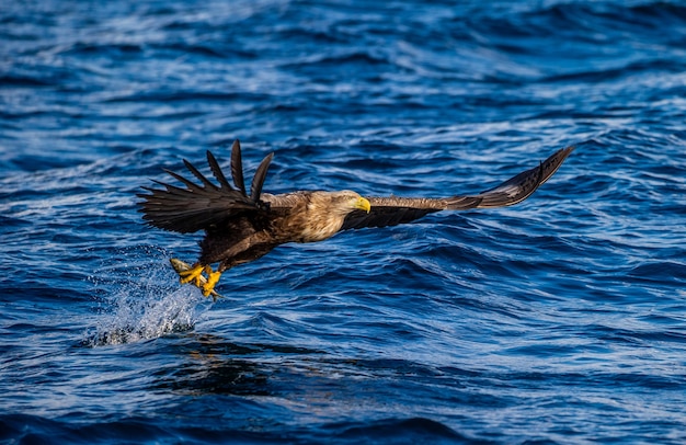 Aquila di mare di Steller in volo