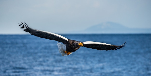 Aquila di mare di Steller in volo