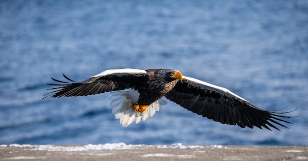 Aquila di mare di Steller in volo