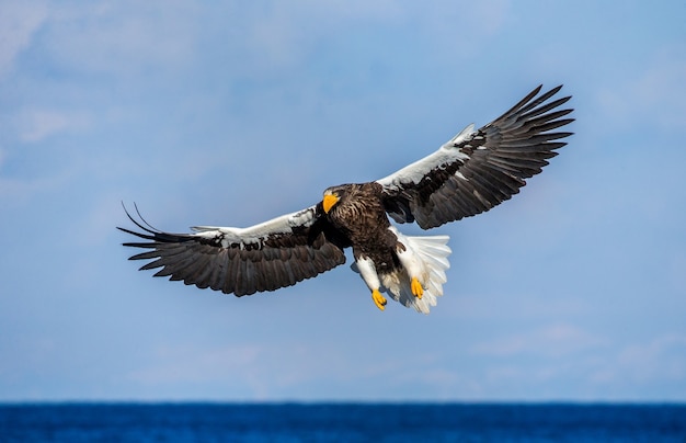 Aquila di mare di Steller in volo