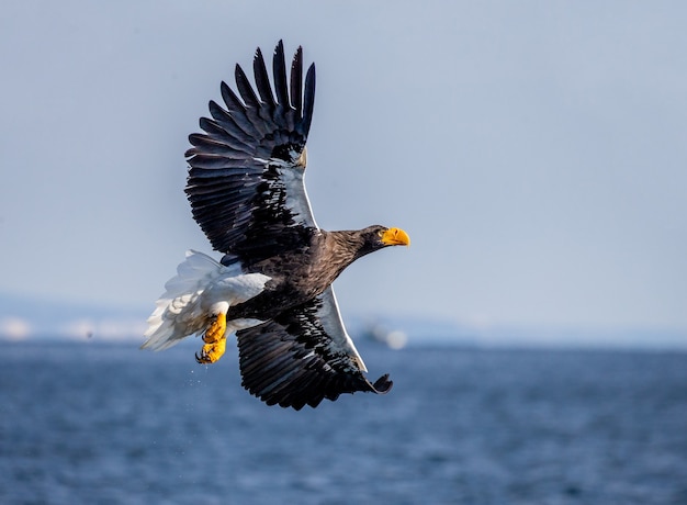 Aquila di mare di Steller in volo