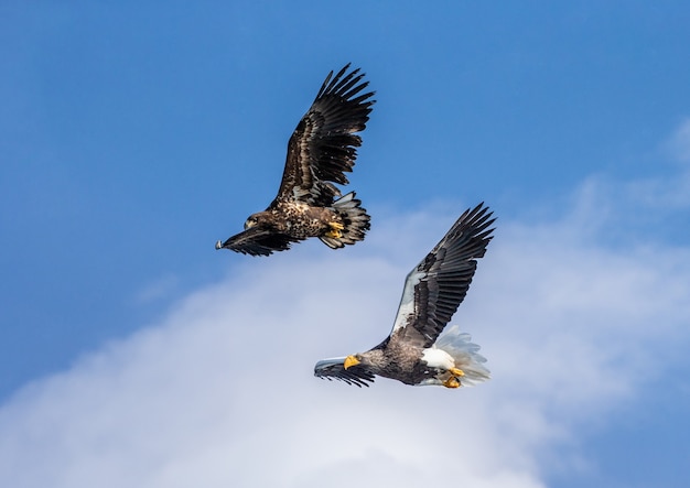 Aquila di mare di Steller in volo