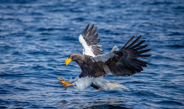 Aquila di mare di Steller in volo