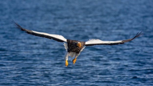 Aquila di mare di Steller in volo