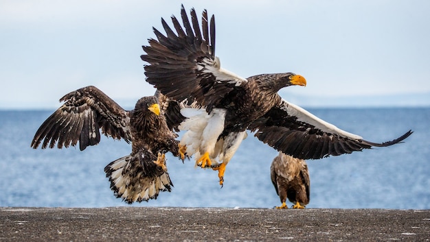 Aquila di mare di Steller su asfalto