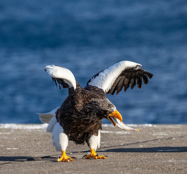 Aquila di mare di Steller su asphlat