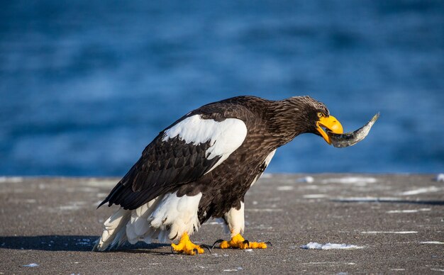 Aquila di mare di Steller su asphlat