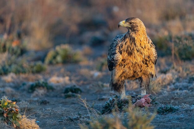 Aquila heliaca Toledo Spagna