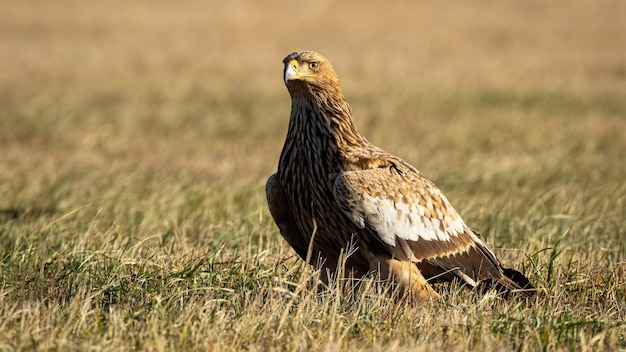 Aquila imperiale orientale che si siede su un prato