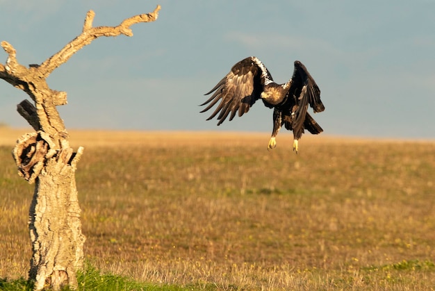 Aquila imperiale spagnola adulta che atterra sul suo punto panoramico di caccia alle prime luci