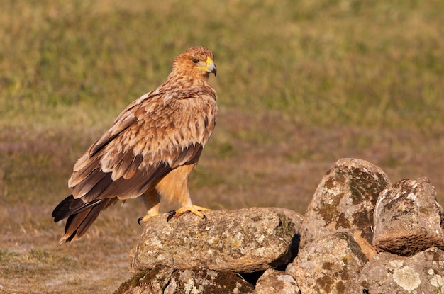 Aquila imperiale spagnola alle prime luci dell'alba in una fredda giornata invernale