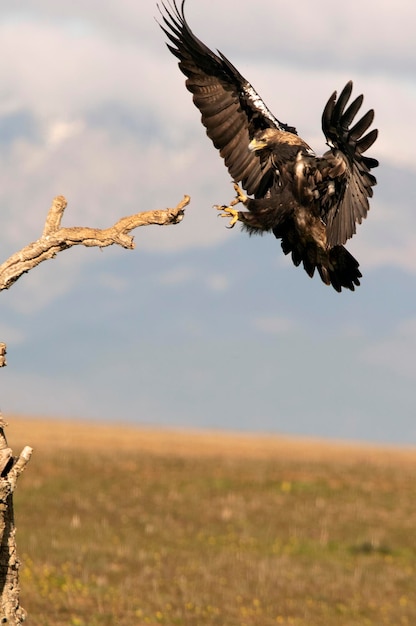 Aquila imperiale spagnola che arriva alla sua torre di avvistamento preferita con le prime luci del giorno