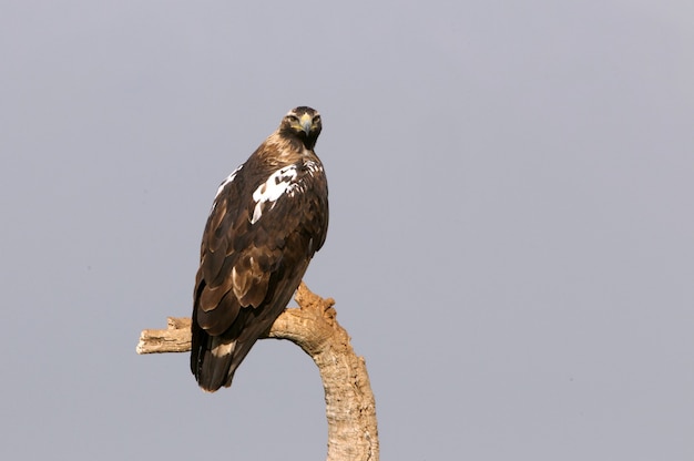 Aquila imperiale spagnola femmina adulta sulla sua torre di guardia preferita con le prime luci del mattino