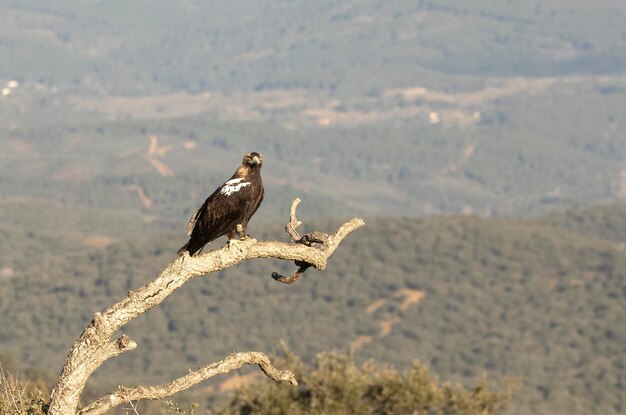 Aquila imperiale spagnola maschio al suo punto di osservazione preferito nel suo territorio alle prime luci