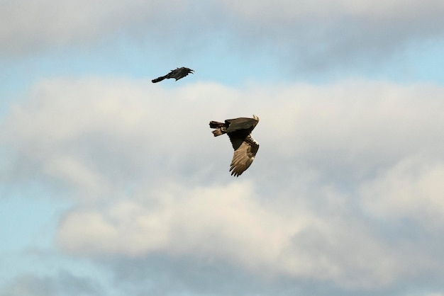 Aquila imperiale spagnola maschio che vola con un corvo comune in una zona montuosa mediterranea