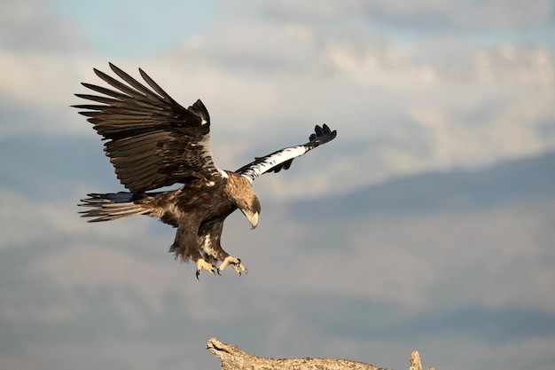 Aquila imperiale spagnola maschio che vola nel suo territorio alle prime luci di un giorno di gennaio