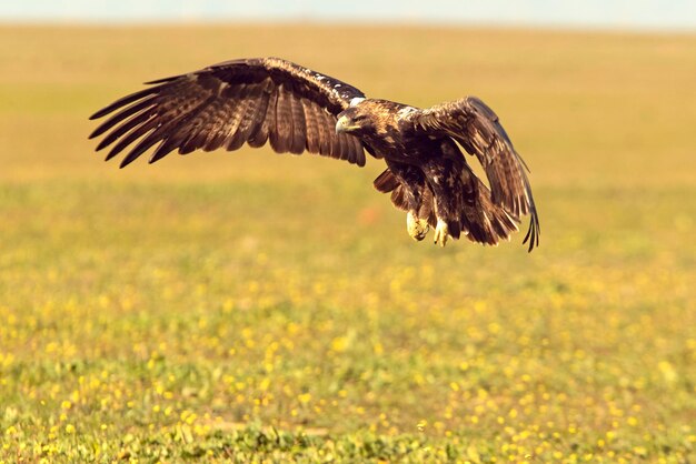 Aquila imperiale spagnola maschio di cinque anni che vola nel suo territorio alle prime luci del giorno