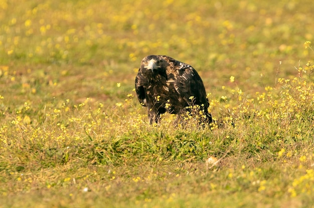 Aquila imperiale spagnola maschio di cinque anni con i primi raggi dell'alba in una giornata invernale