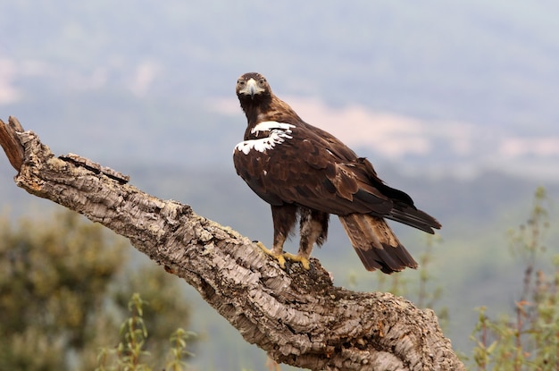 Aquila imperiale spagnola