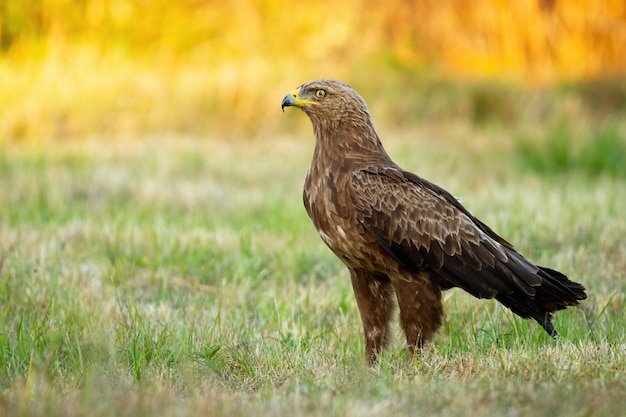 Aquila macchiata minore in un campo