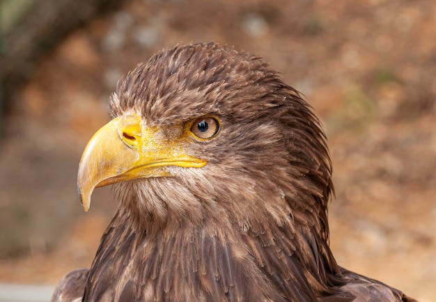 aquila marrone in ritratto