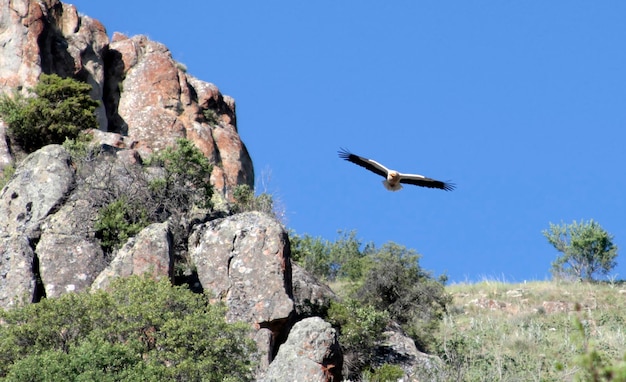 aquila nel cielo blu