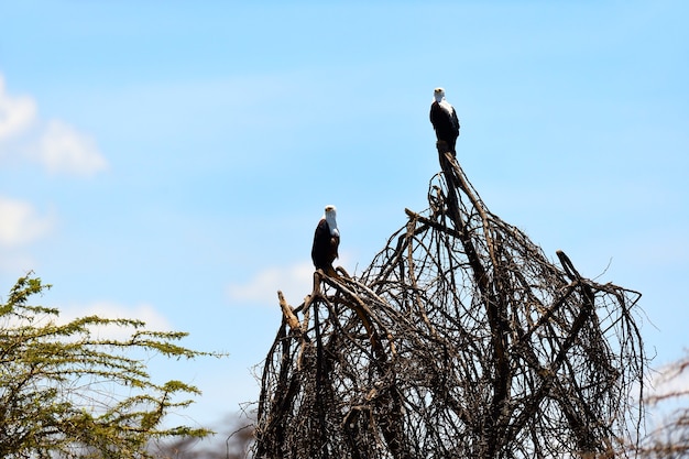 Aquila pescatrice africana Parco nazionale del lago Naivasha