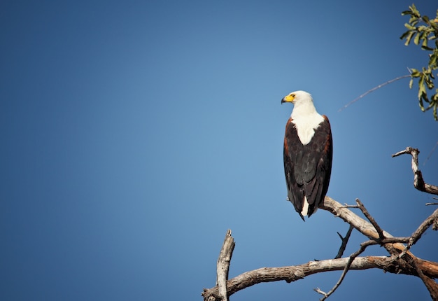 Aquila pescatrice