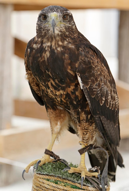 Aquila poiana dal petto nero Geranoaetus melanoleucus appollaiato su un locandiere artificiale