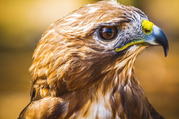 aquila, rapace diurno dal bel piumaggio e becco giallo