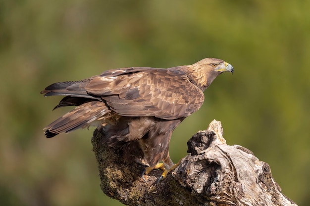 Aquila reale (Aquila chrysaetos homeyeri) Cordova, Spagna