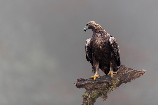 Aquila reale (Aquila chrysaetos homeyeri) Leon, Spagna