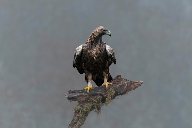 Aquila reale (Aquila chrysaetos homeyeri) Leon, Spagna