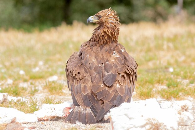 Aquila reale Aquila chrysaetos homeyeri Salamanca Spagna