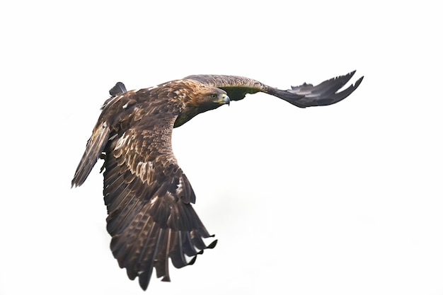 Aquila reale Aquila chrysaetos