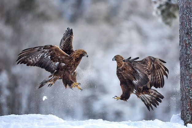 Aquila reale Aquila chrysaetos