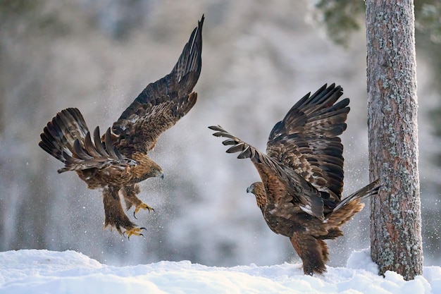 Aquila reale Aquila chrysaetos