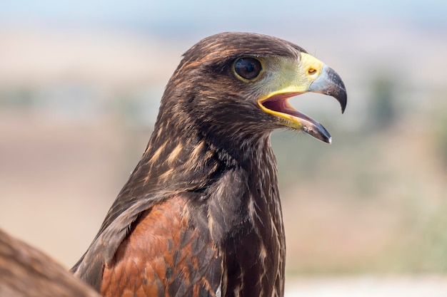 Aquila reale che riposa al sole con il becco aperto