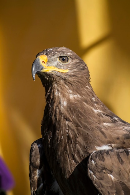 Aquila reale di bellezza, particolare della testa con grandi occhi, becco appuntito