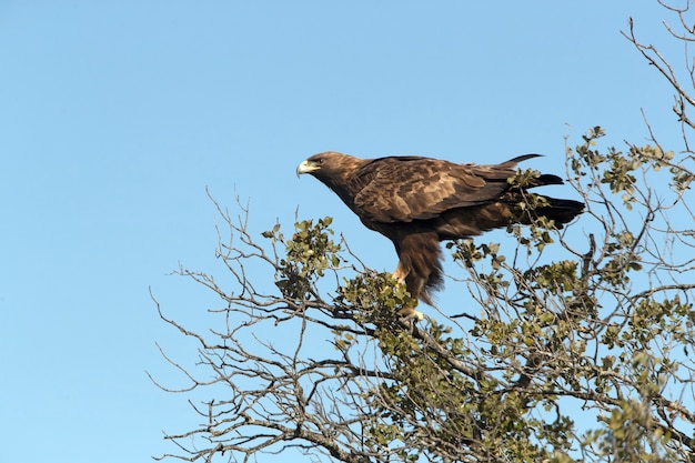 Aquila reale femmina adulta nella sua quercia preferita con le prime luci dell'alba