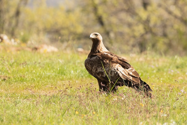 Aquila reale femmina in un bosco di querce con le prime luci del mattino in un giorno di primavera