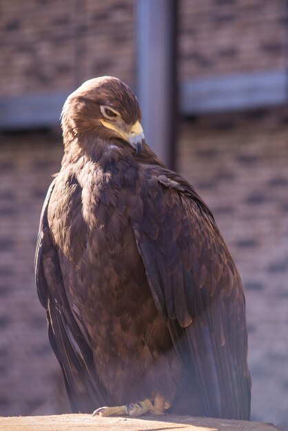 Aquila reale in natura primo piano bellissimo uccello