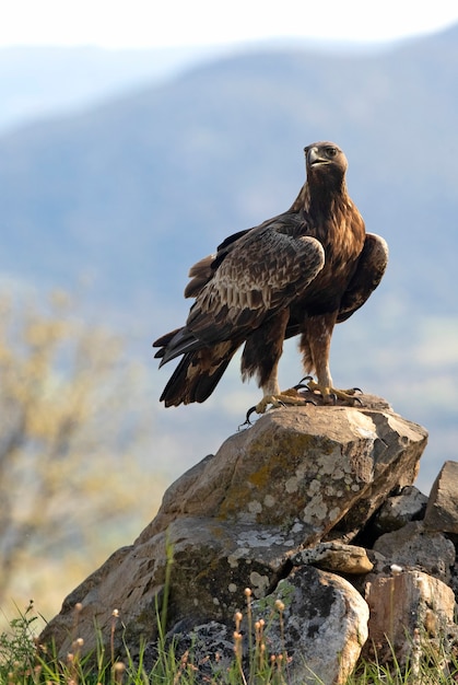 Aquila reale maschio adulto in un bosco di querce con le prime luci del giorno