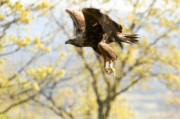 Aquila reale maschio che vola in un bosco di querce con le prime luci del giorno