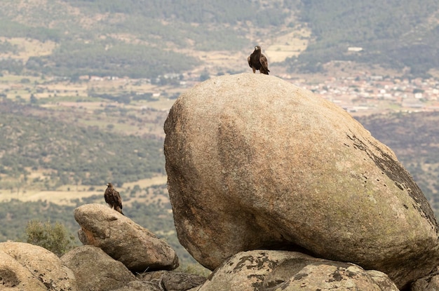 Aquila reale maschio e femmina adulta in un'area mediterranea montuosa con le prime luci dell'alba