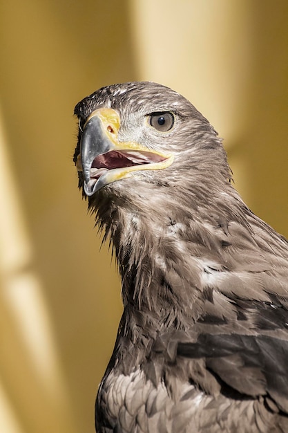 aquila reale, particolare della testa con grandi occhi, becco appuntito