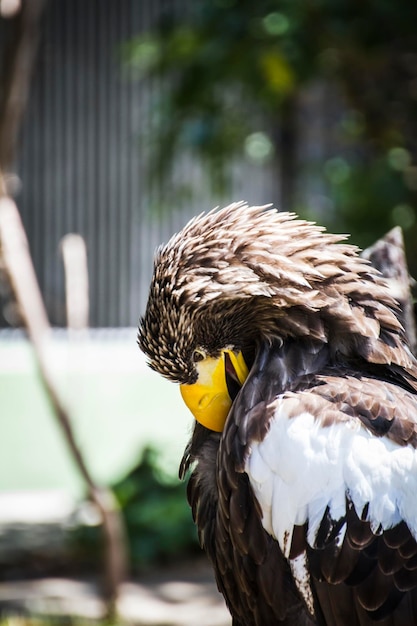 Aquila reale spagnola in una fiera medievale di rapaci