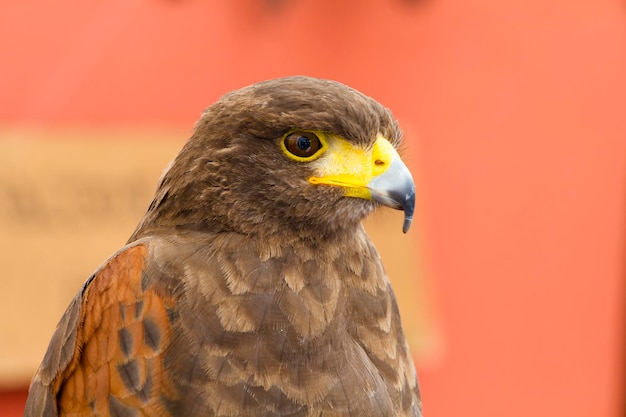 aquila reale