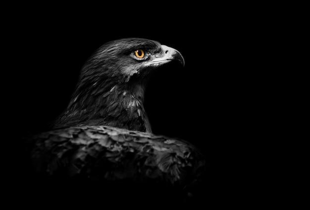 Aquila su sfondo nero con accento sul suo occhio